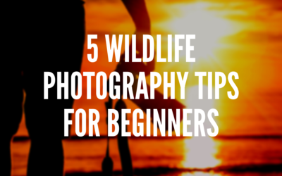 5 Wildlife Photography Tips for Beginners