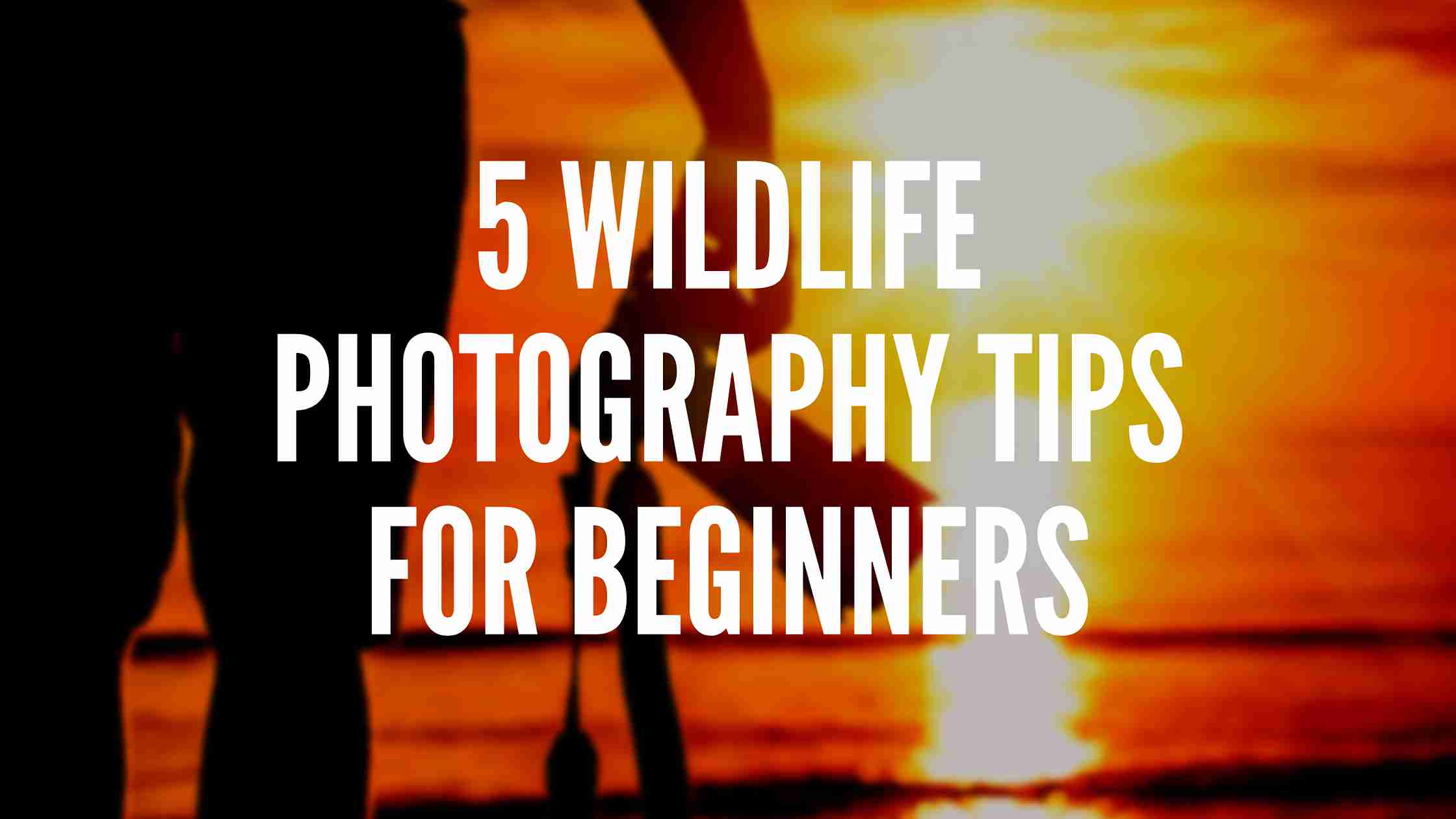 5 wildlife photography tips for beginners