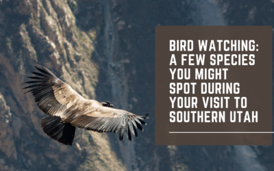 Bird Watching: A Few Species You Might Spot During Your Visit to Southern Utah