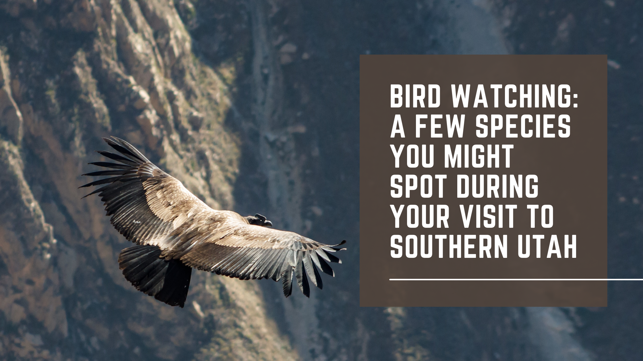 Condor flying over Southern Utah mountains.