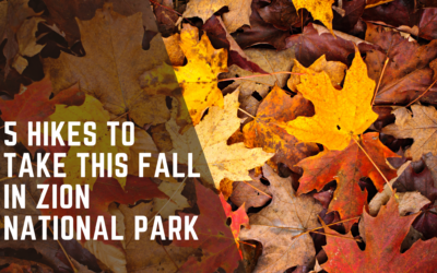 The Best Hikes in Zion National Park in the Fall