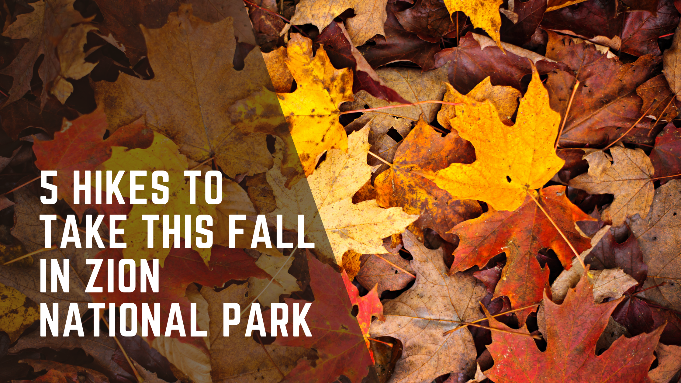 Autumn leaves, Zion National Park hiking guide.