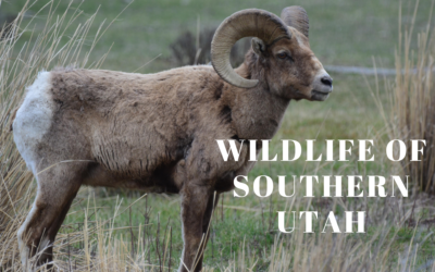 Explore Utah Parks & Wildlife