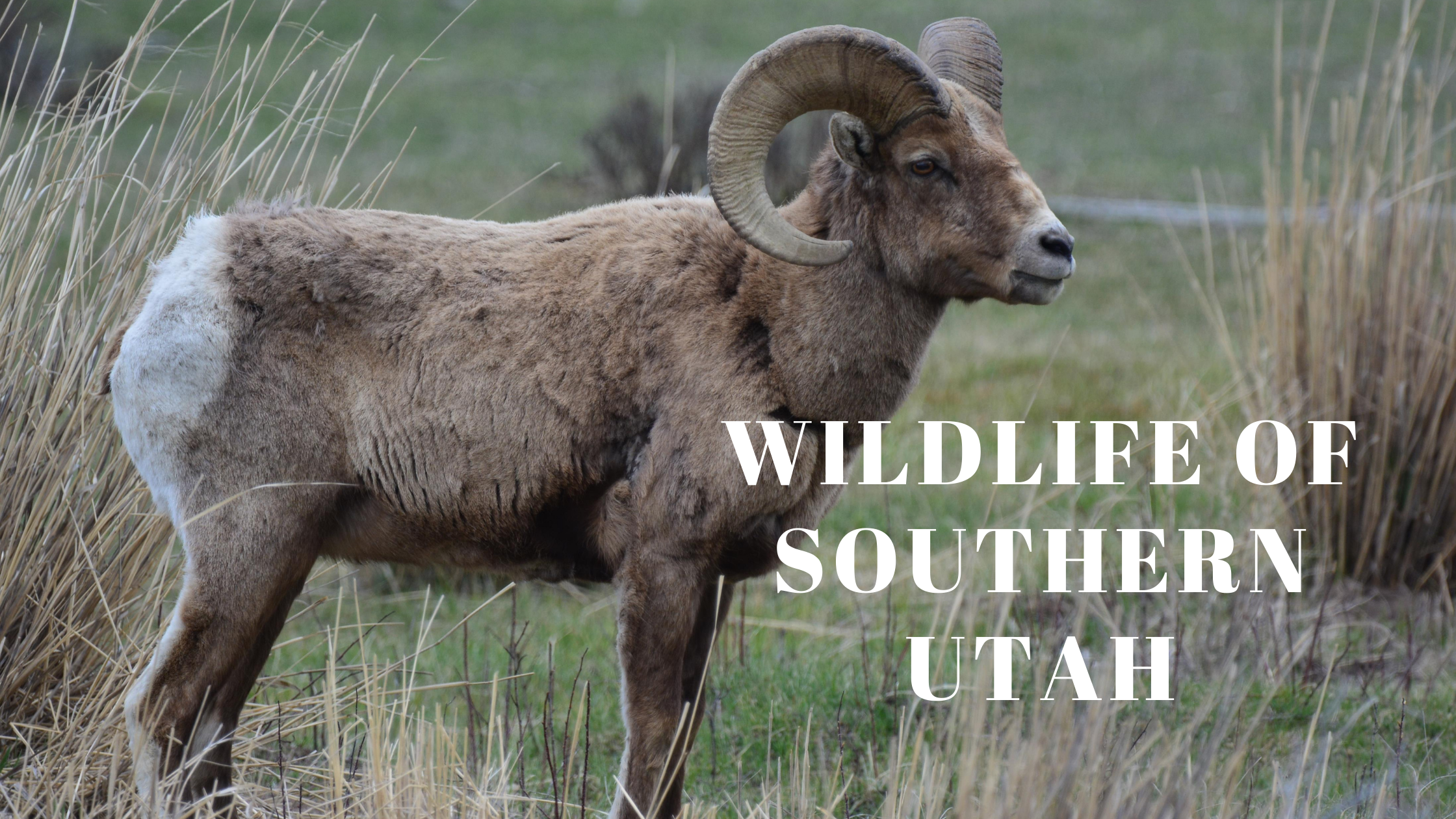 Bighorn sheep in Southern Utah grassland.