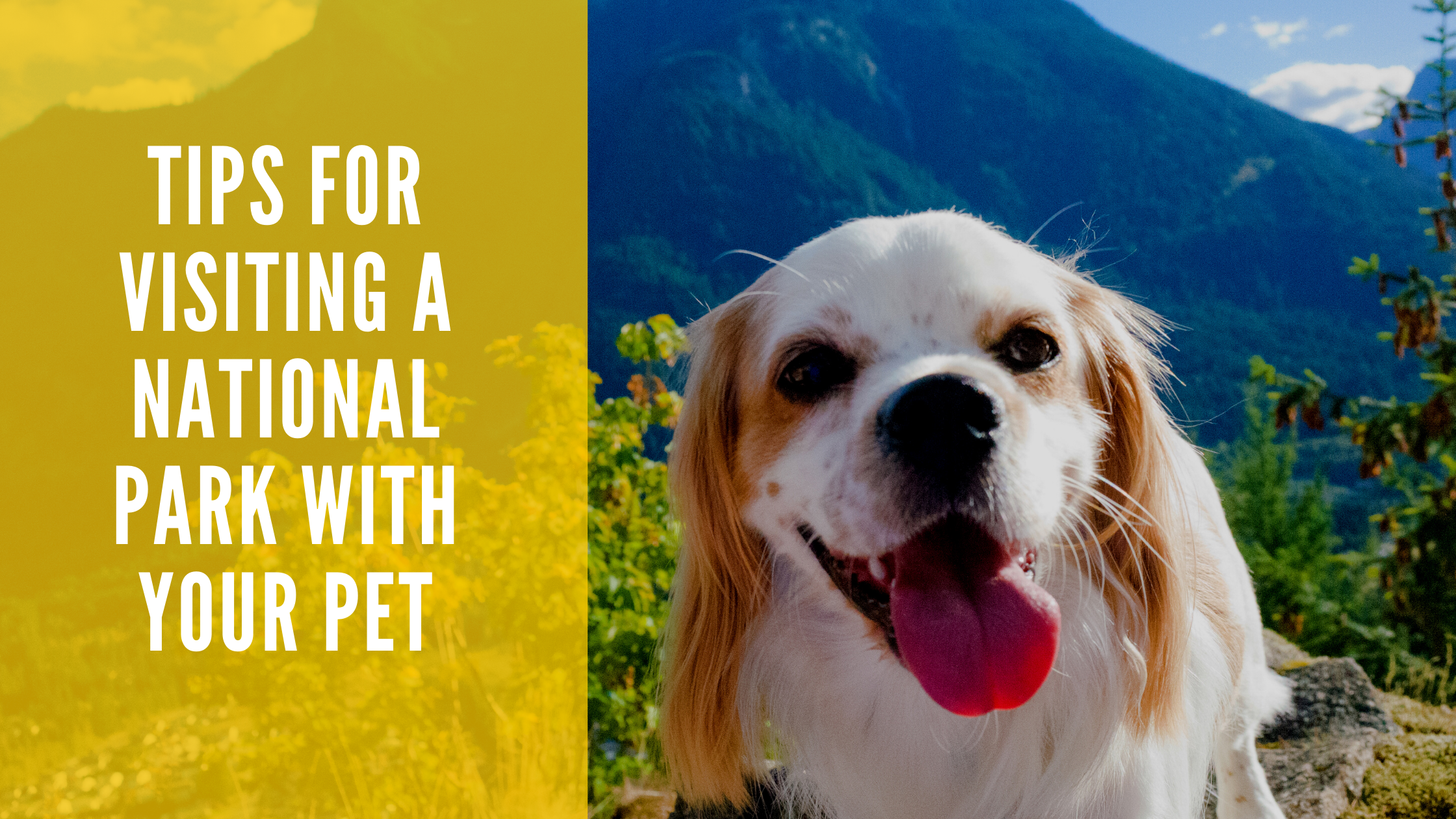 Happy dog in nature with national park pet tips text.