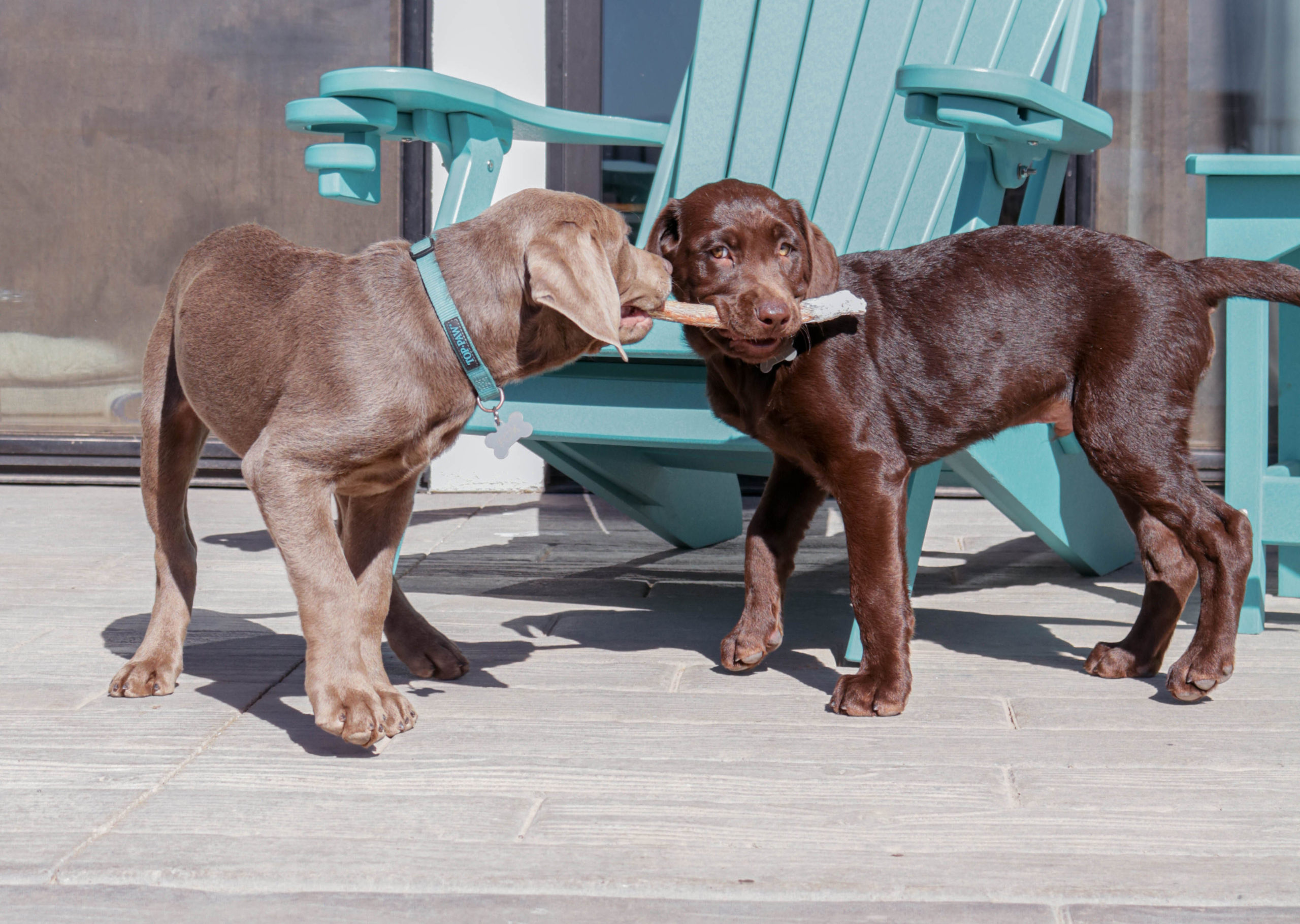 Two dogs playing tug-of-war with a toy.